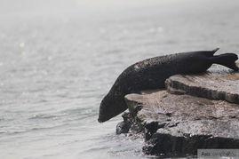 亚洲有多少海豹类群