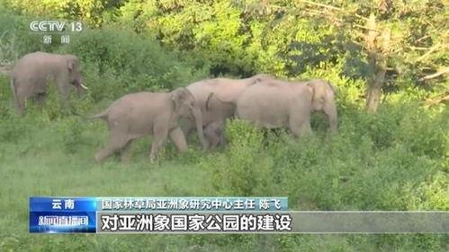 中国还有野生亚洲象吗