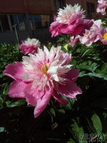 亚洲芍药,千年药花之美与传承